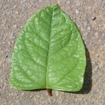 Mature-leaf-150x150.jpg