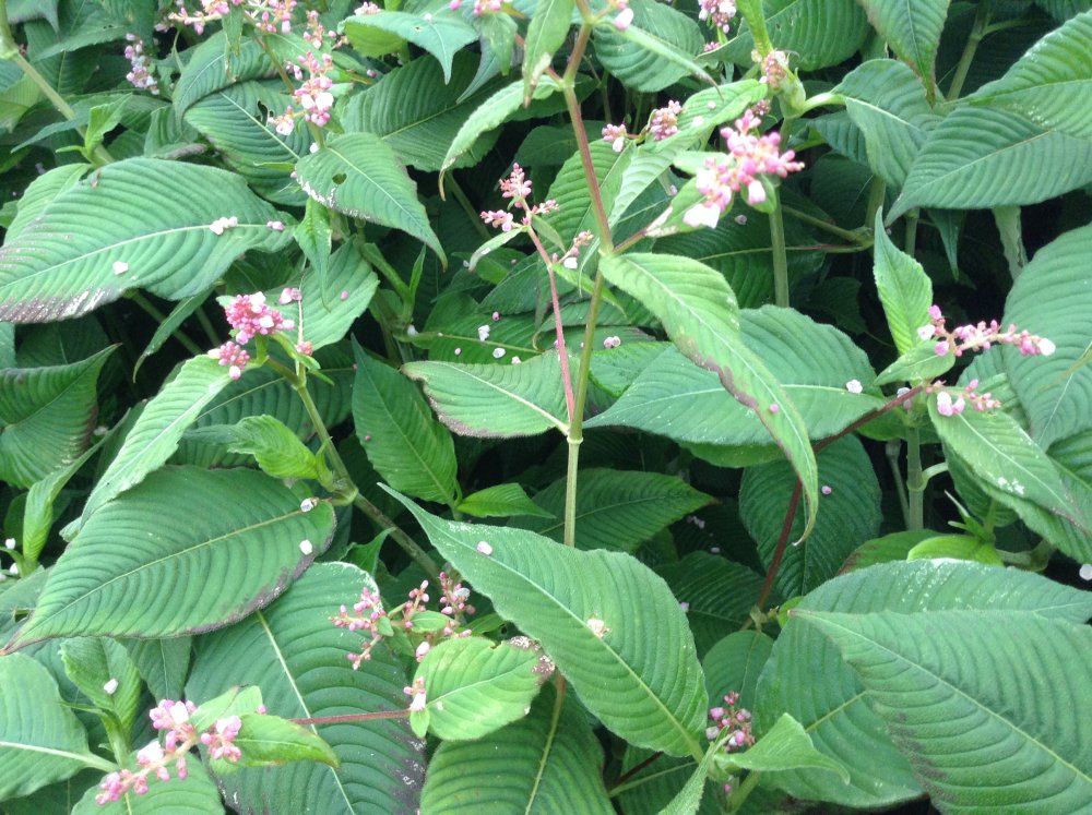 Plants That Look Like Japanese Knotweed Plants Mistaken For Knotweed