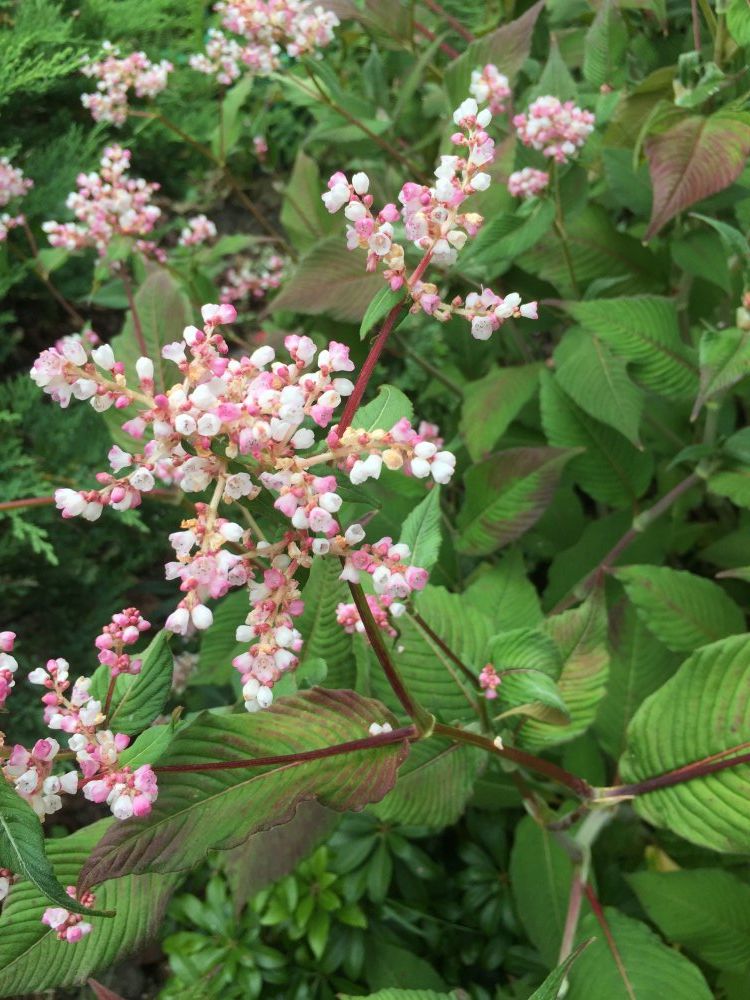 methods-to-kill-japanese-knotweed-removal-permanently