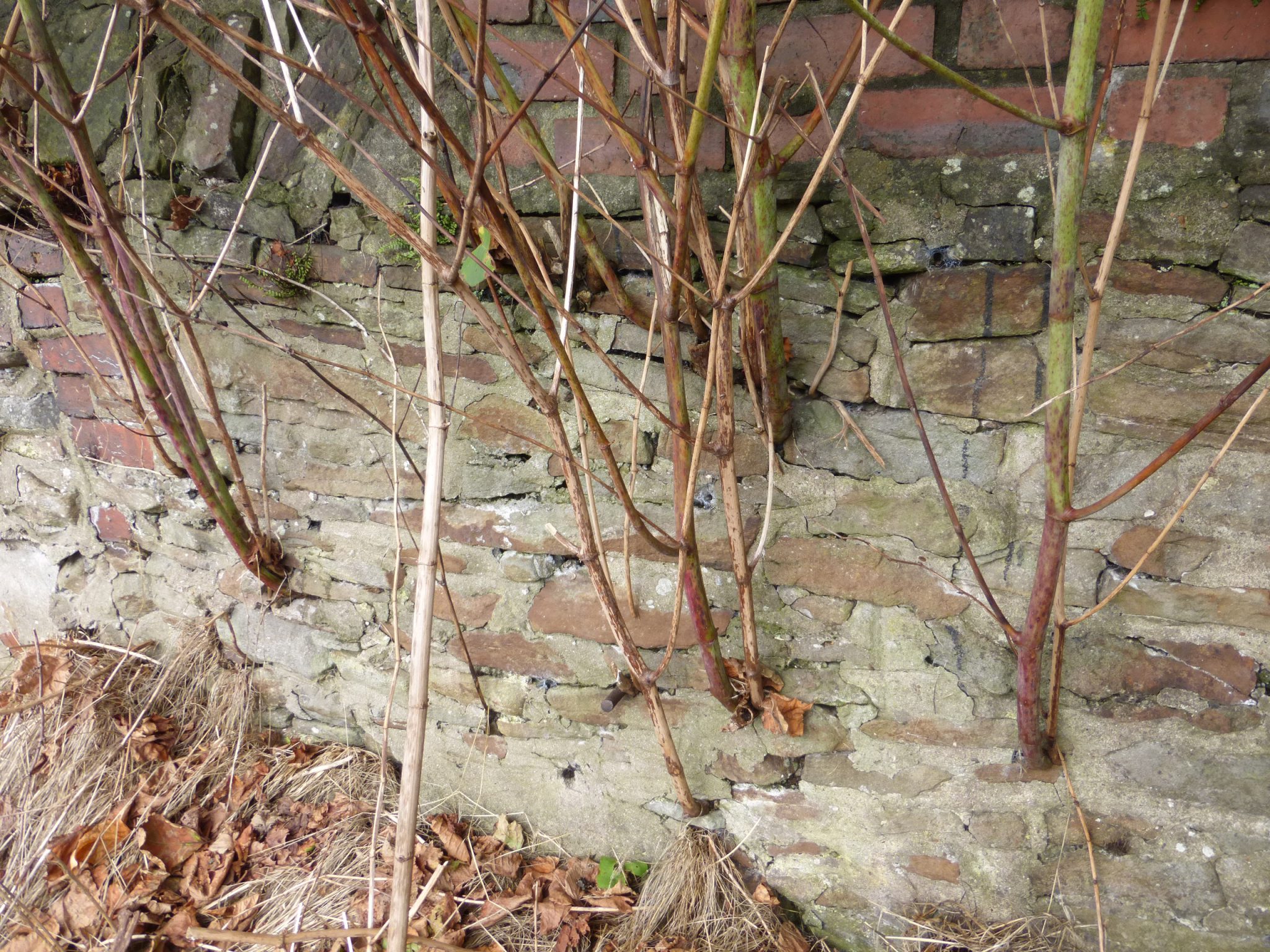 is-japanese-knotweed-dangerous-phlorum