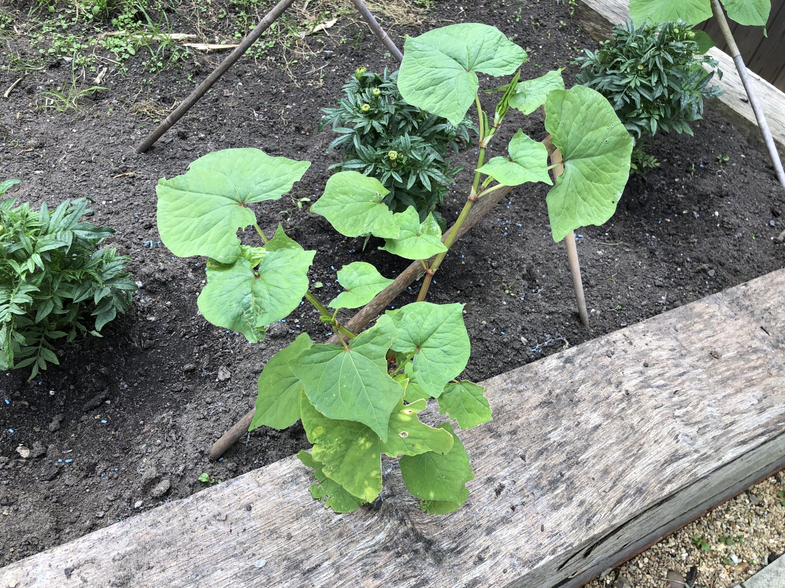 plants-that-look-like-japanese-knotweed-plants-mistaken-for-knotweed