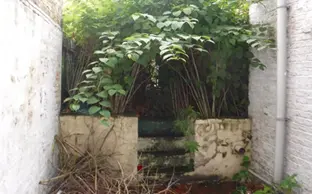 Building on Land with Japanese knotweed