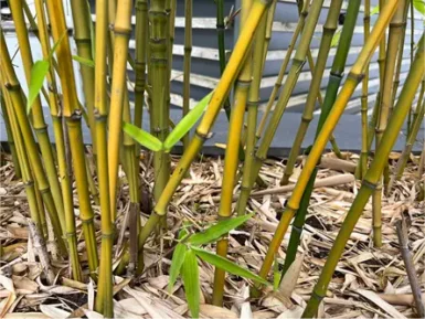 Bamboo growing in a garden.