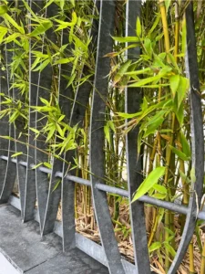 Bamboo growing through a fence