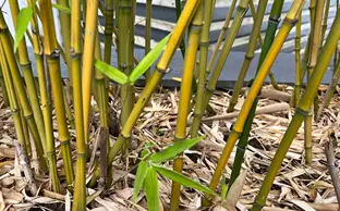 Bamboo canes growing in a garden.