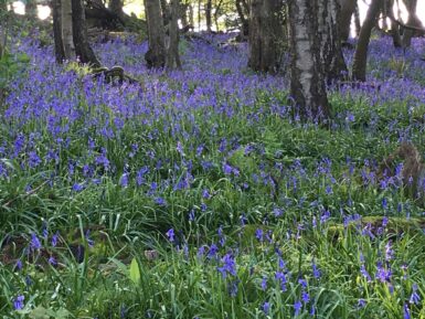 Blue bells habitat